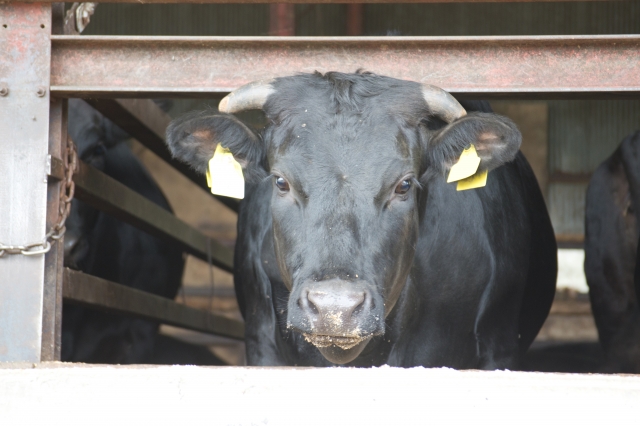 黒毛和牛